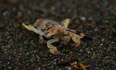 Raninoidea