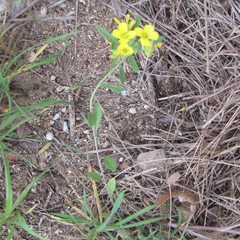 Physaria densiflora