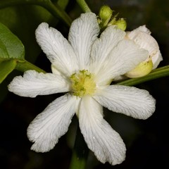 Mayna odorata