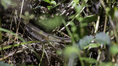 Eutropis multifasciata