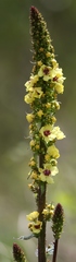 Verbascum alpinum