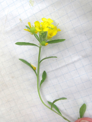 Physaria densiflora