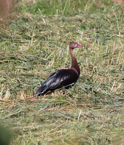 iNaturalist image