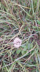 Allium suaveolens, photograph (c) Tim Aßmus, some rights reserved (CC BY)