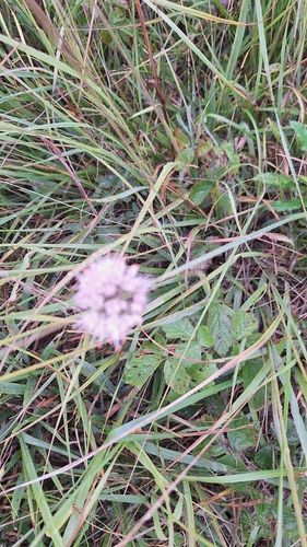 Allium suaveolens, photograph 5