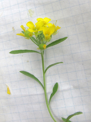 Physaria densiflora