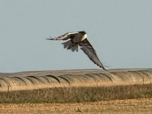 Ferruginous Hawk