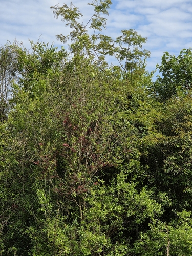 Myrrhinium atropurpureum
