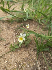 Viola arvensis