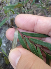 Grevillea diffusa constablei