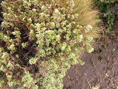 Alchemilla dewildemanii