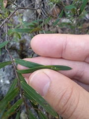 Grevillea diffusa constablei