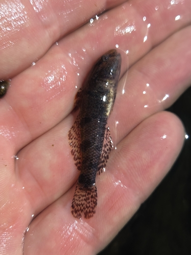 Western Tubenose Goby
