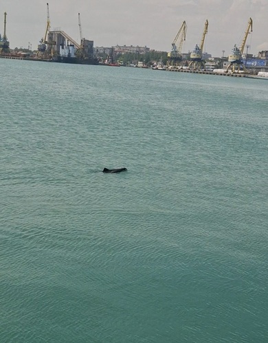 Black Sea Porpoise