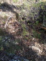 Grevillea diffusa constablei