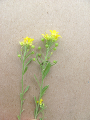Physaria densiflora