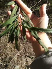 Grevillea longifolia