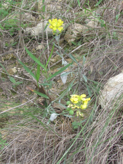Physaria engelmannii