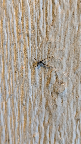 Southern Black Widow