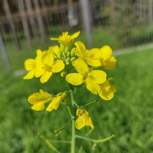 Brassica napus, photograph 2
