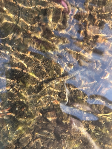 Spined Loach