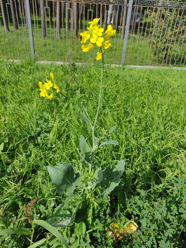 Brassica napus, photograph 1