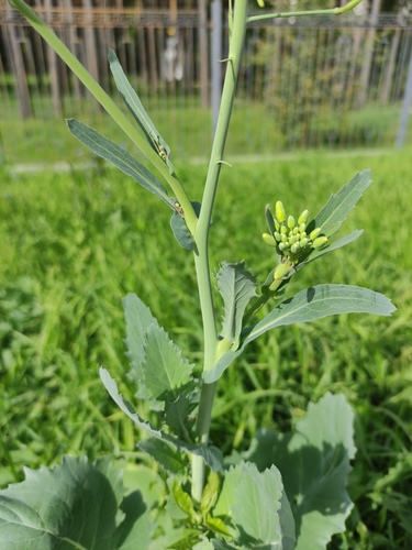 Brassica napus, photograph 3