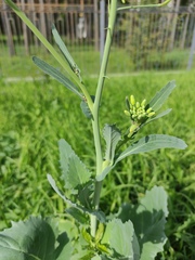 Brassica napus, photograph (c) Sergey Basalaev, some rights reserved (CC BY)