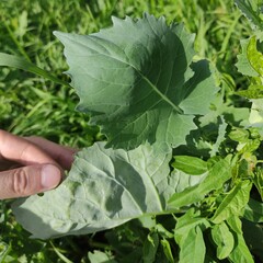 Brassica napus, photograph (c) Sergey Basalaev, some rights reserved (CC BY)