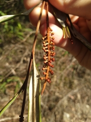 Grevillea longifolia