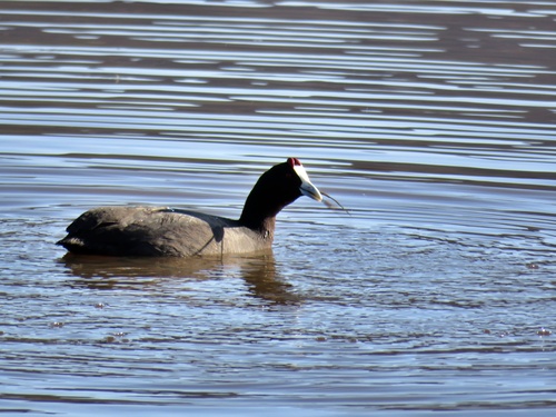iNaturalist image