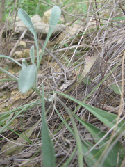 Physaria engelmannii