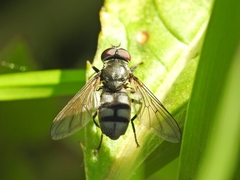 Portevinia maculata