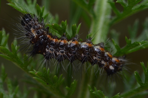 Knot Grass Moth