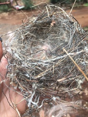Thryomanes bewickii