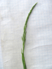 Limnodea arkansana