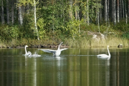 Whooper Swan