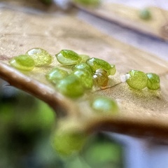 Wolffia columbiana, photograph (c) Anne Parker, some rights reserved (CC BY)