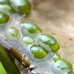 Wolffia columbiana, photograph (c) Anne Parker, some rights reserved (CC BY)