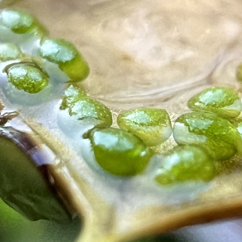 Wolffia columbiana, photograph 3