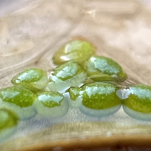 Wolffia columbiana, photograph 4
