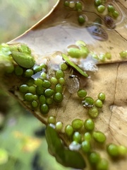 Wolffia columbiana, photograph (c) Anne Parker, some rights reserved (CC BY)
