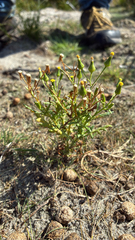 Senecio sylvaticus