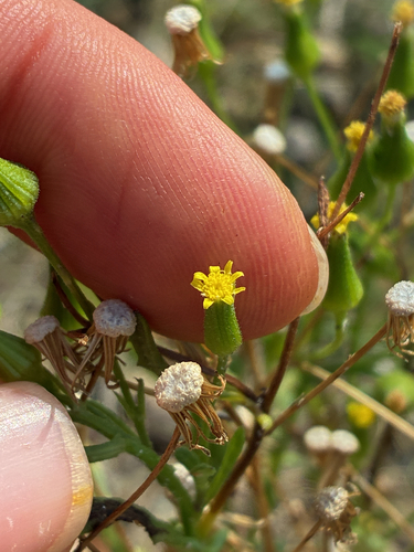 Senecio sylvaticus, photograph 2