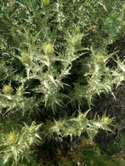 Phonus arborescens, photograph Quentin Groom, CC0, iNaturalist via GBIF