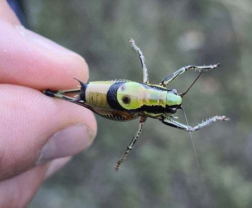 Schmidt's Marbled Bush-cricket