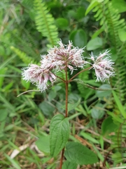 Eupatorium shimadae