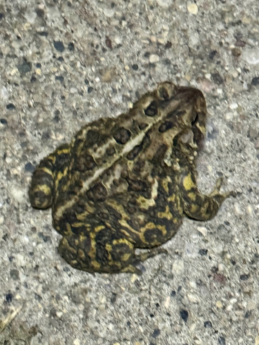 American Toad