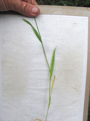 Limnodea arkansana