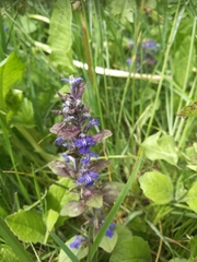 Ajuga reptans